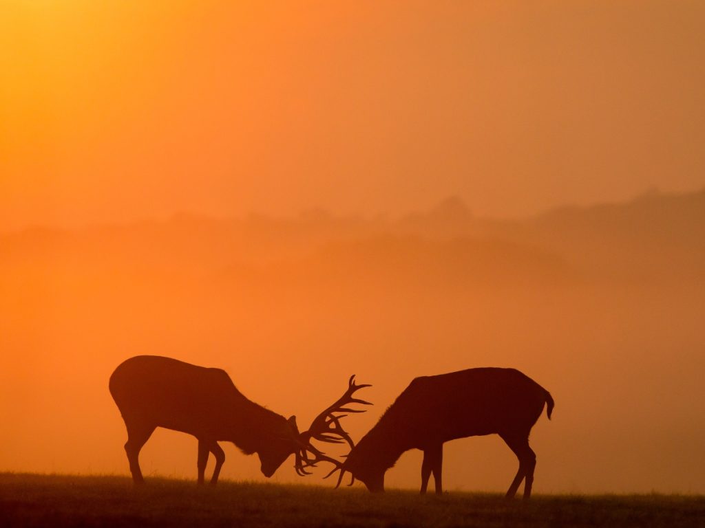 deer hunting in new zealand
