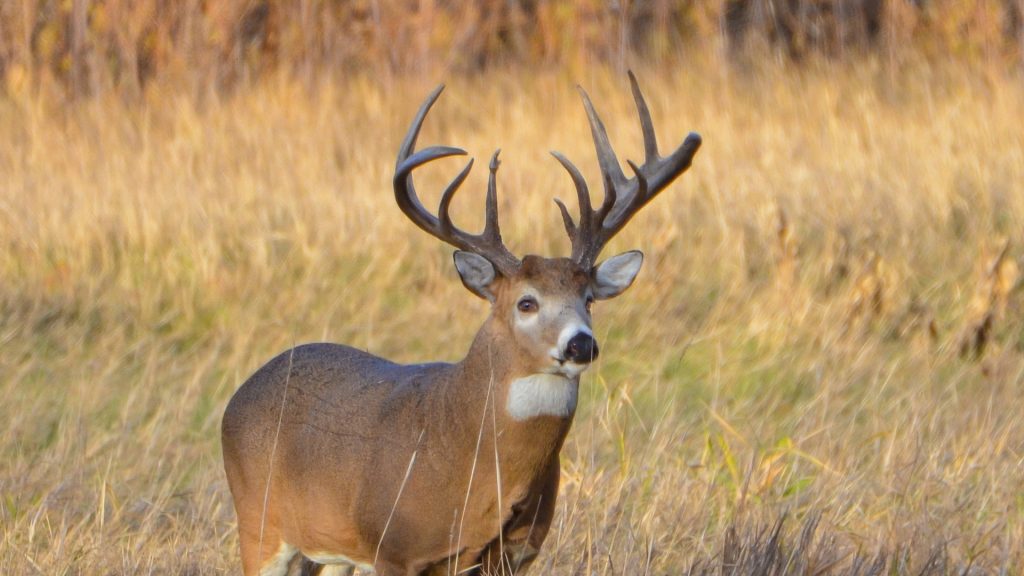 deer hunting in the united states
