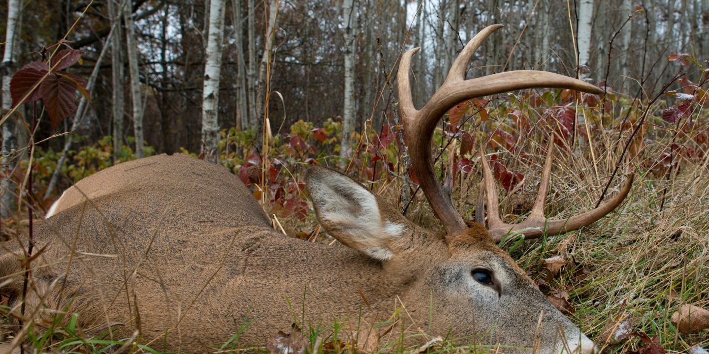 deer hunting whitetail