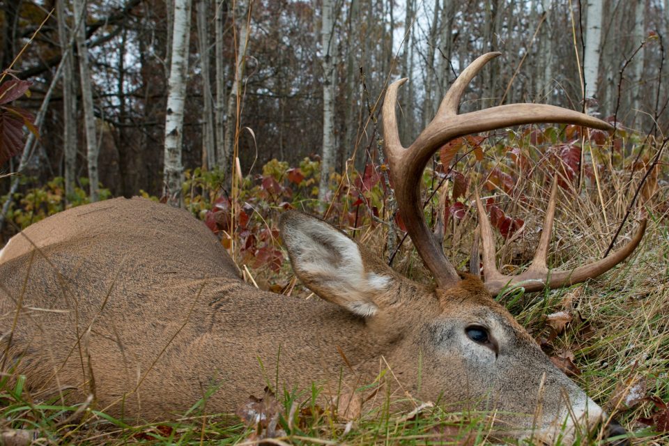 deer hunting whitetail