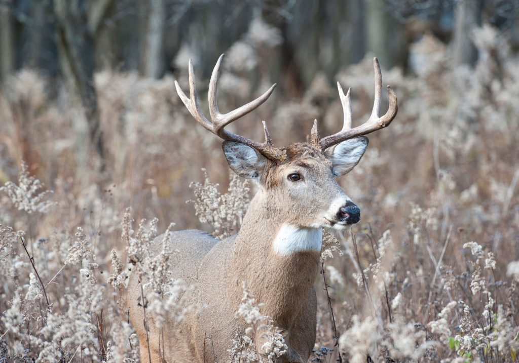 essential to have the right deer hunting gear
