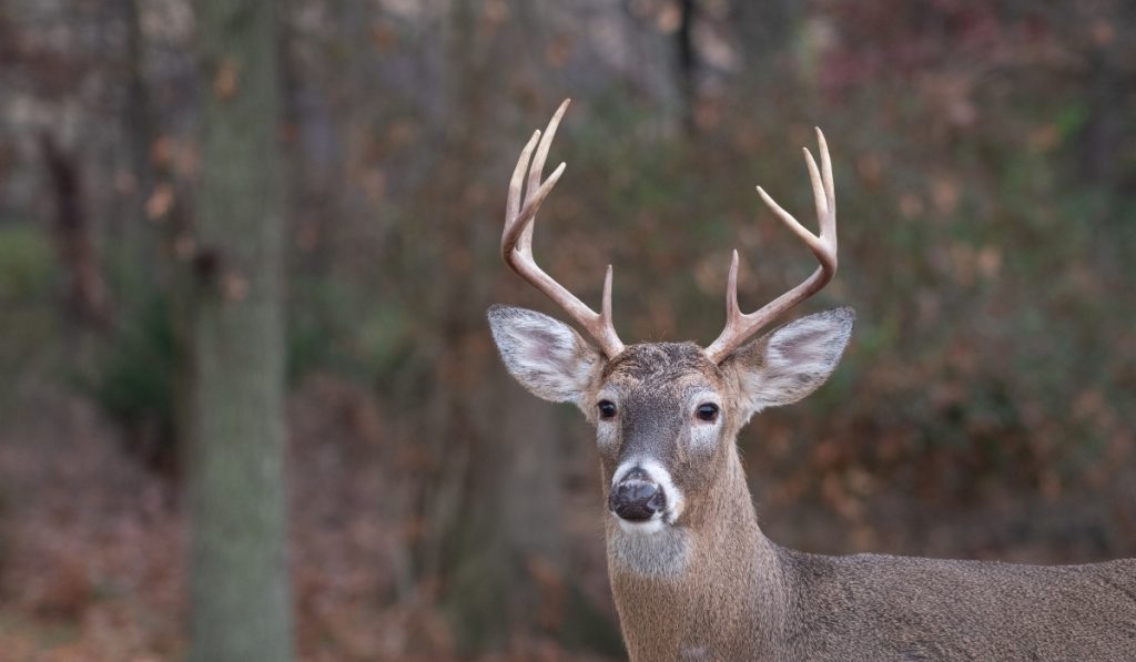 deer hunting in rut season
