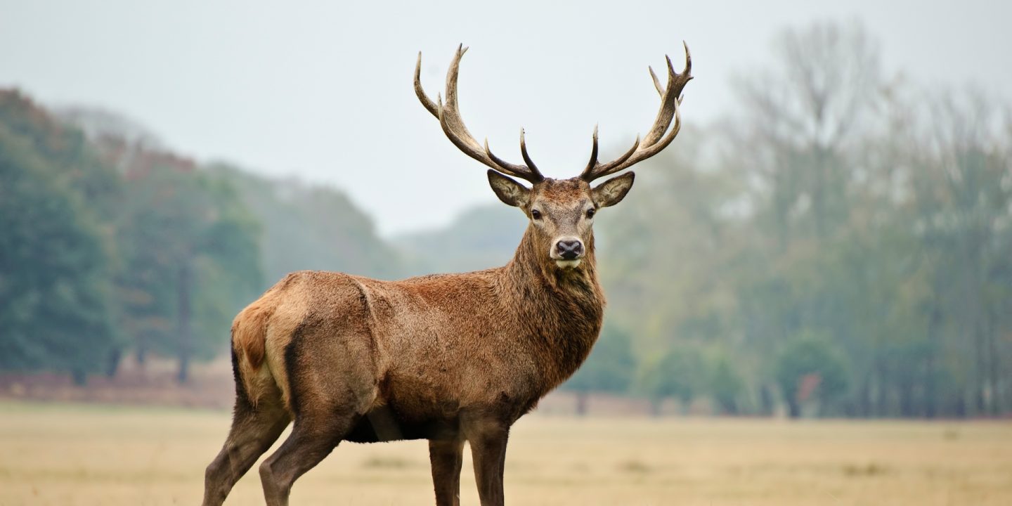 red stag deer new zealand