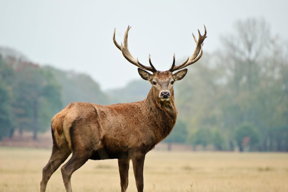 red stag deer new zealand